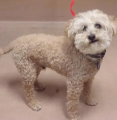 Cream colored terrier mix Harley