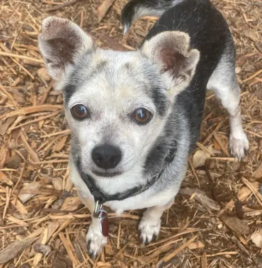 black and grey chihuahua