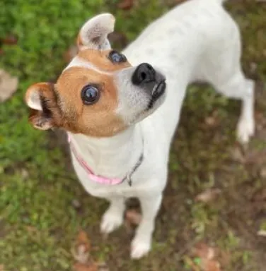 Jack Russell terrier mix Jill