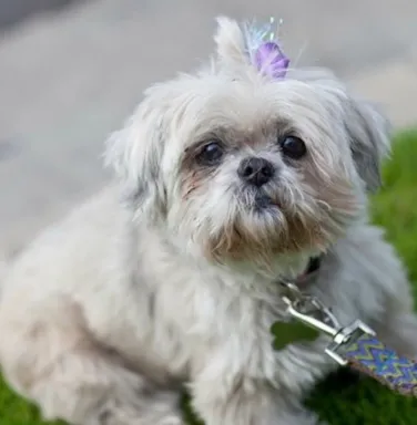 Lollie, the Shih Tzu, now deceased