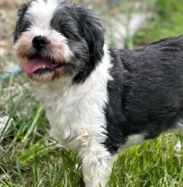 blind shih tzu smiling