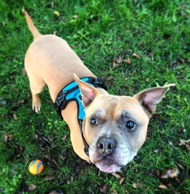 boxer in the grass looking up at camera