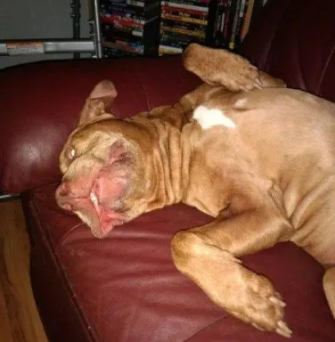 Red pit bull Otis laying upside down