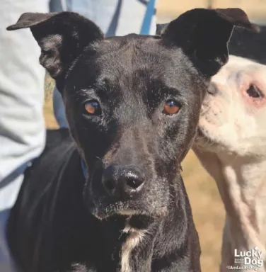 Black lab mix Paris