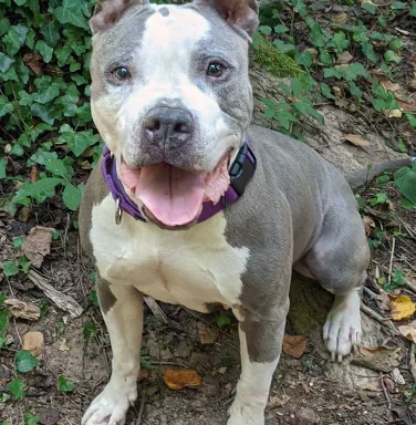 smiling pit bull