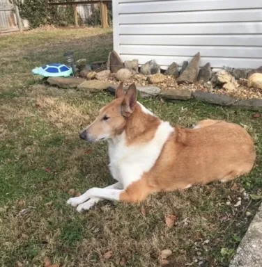 Brown and white collie mix Ridge