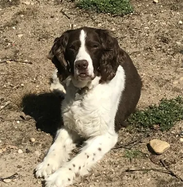 Black and white springer Riley