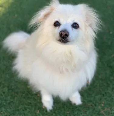 fluffy white pomeranian smiling