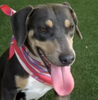 Black and brown hound mix Savannah