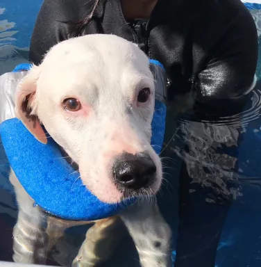 Dalmation mix in a swimming pool