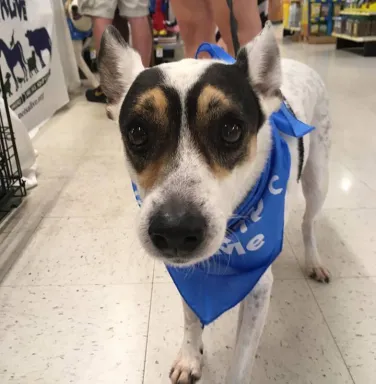 Close up of rat terrier mix