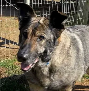 German Shepherd Sparkle