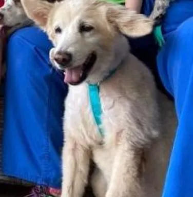 Golden retriever mix Tasha