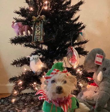 maltese dressed as an elf under the Christmas tree