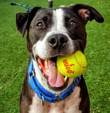 pit bull dog with tennis ball in mouth