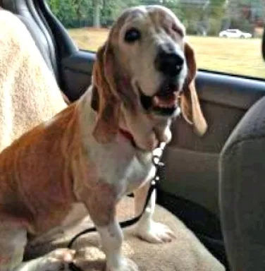 Belle, a hound dog, aided by Grey Muzzle in 2012