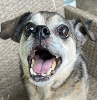 Spike Smiling Up Close