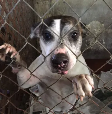 Stacey in her kennel