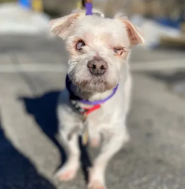 Little white dog Alfred