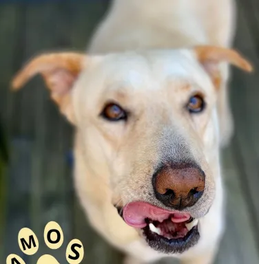 Yellow lab Amos licking his lips