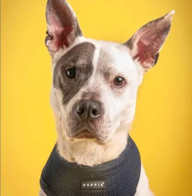 white pit bull terrier with yellow background