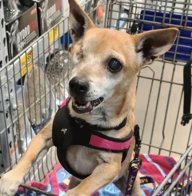 dog with one eye in shopping cart