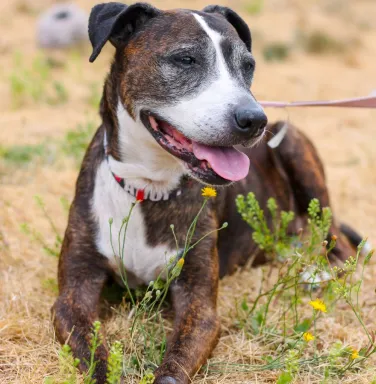 mixed breed female dog