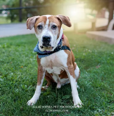 American Staffordshire dog