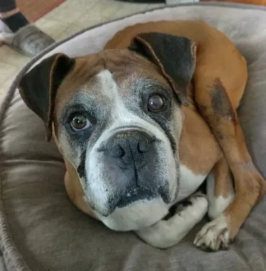 Boxer dog with a grey face