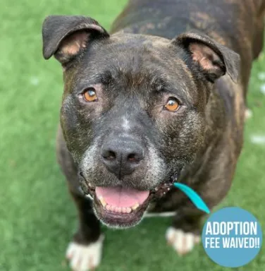 brindle pit bull smiling