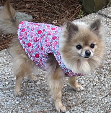 fluffy pomeranian wearing floral top