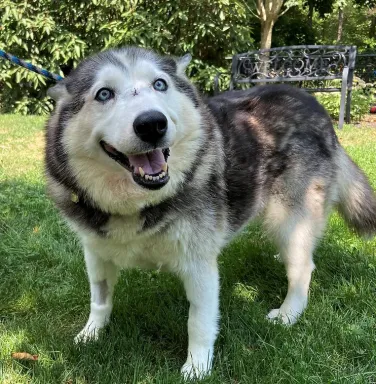 husky dog