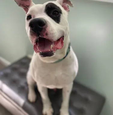 black and white pit bull smiling