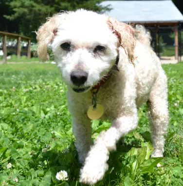 Poodle mix Empanada