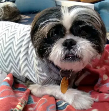 shih tzu