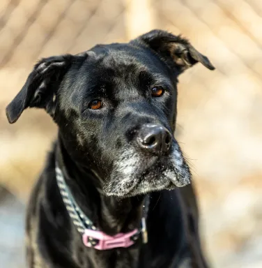 Black lab mix with grey muzzle