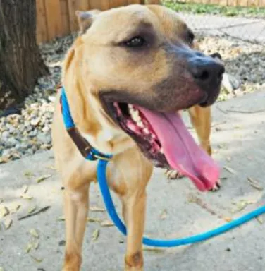 mixed breed beige dog