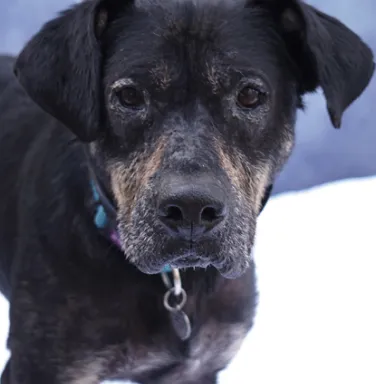 brown and black hound mix