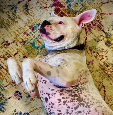 white boxer with spotted underbelly