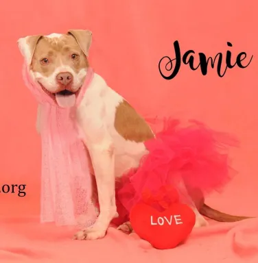 pit bull in pink dress