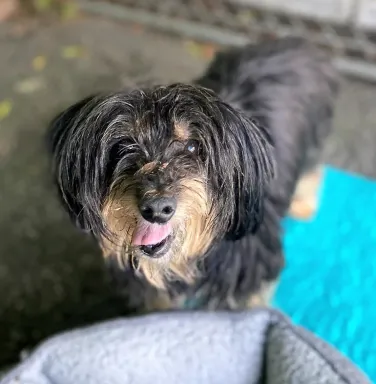 scruffy brown dog