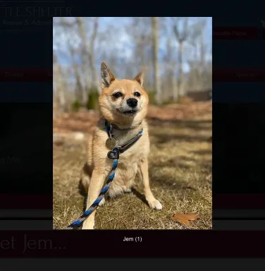 Chihuahua mix Jem