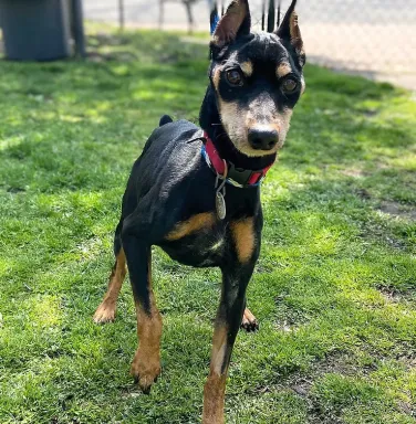 black and brown male miniature pinscher