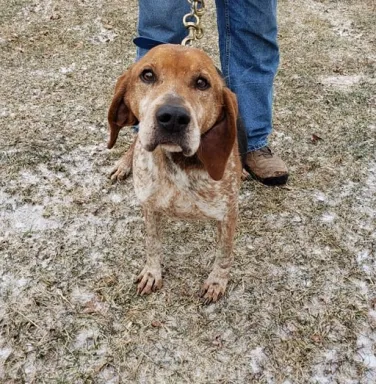 Redtick Coonhound mix Jett