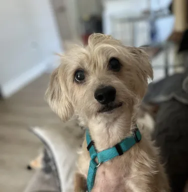 small white dog on chair