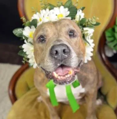 pit bull wearing flower crown