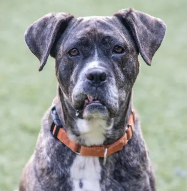 grey mixed breed dog