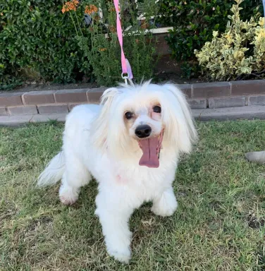 White Chinese Crested dog Lexi