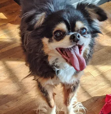 small dog with curly fur