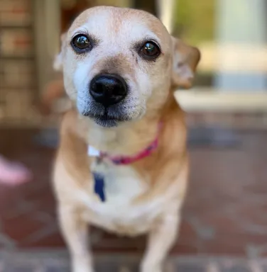 tan chihuahua corgi mix